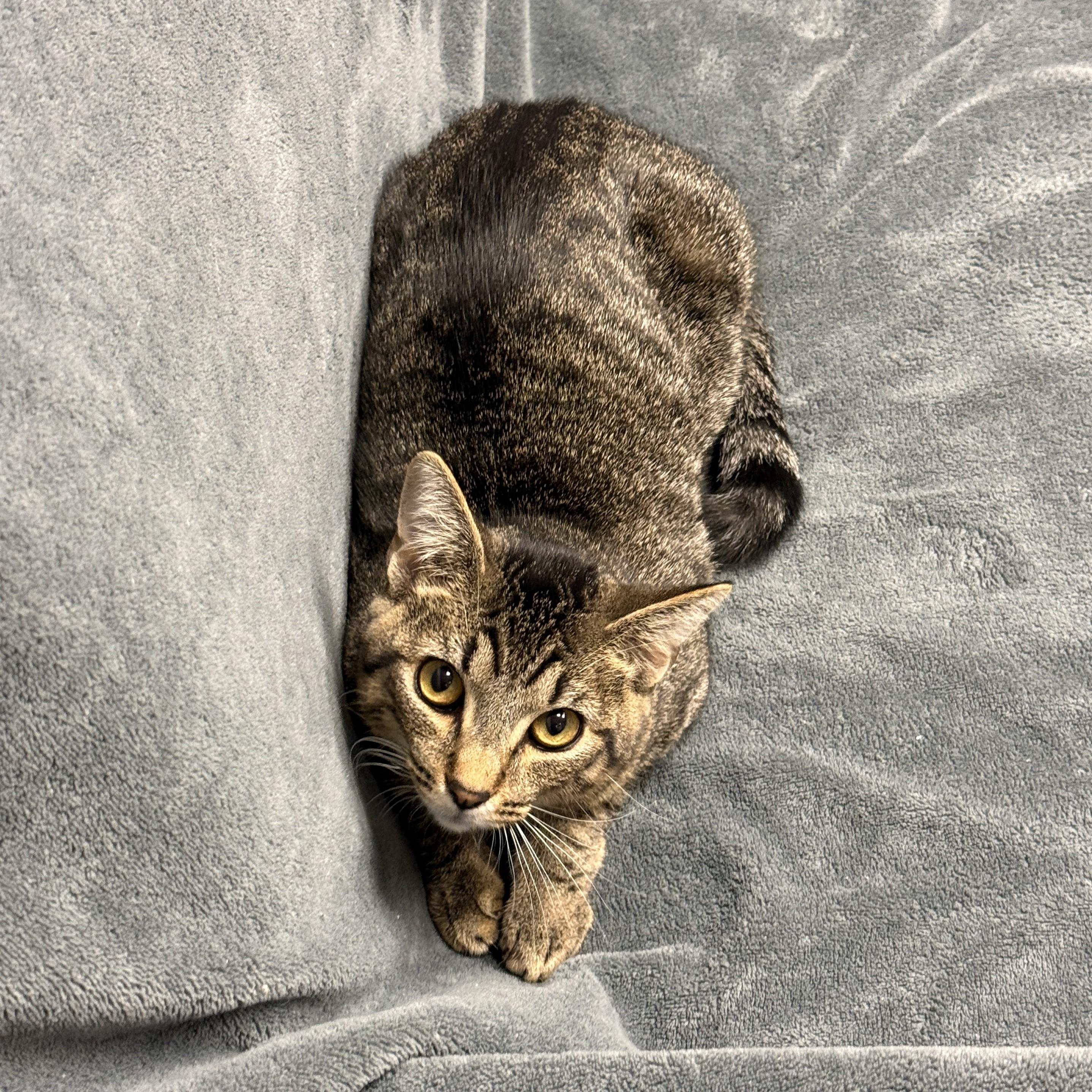 Enlarge Pharoh, a Adoptable mixed breed in Brenham, TX image 5/6