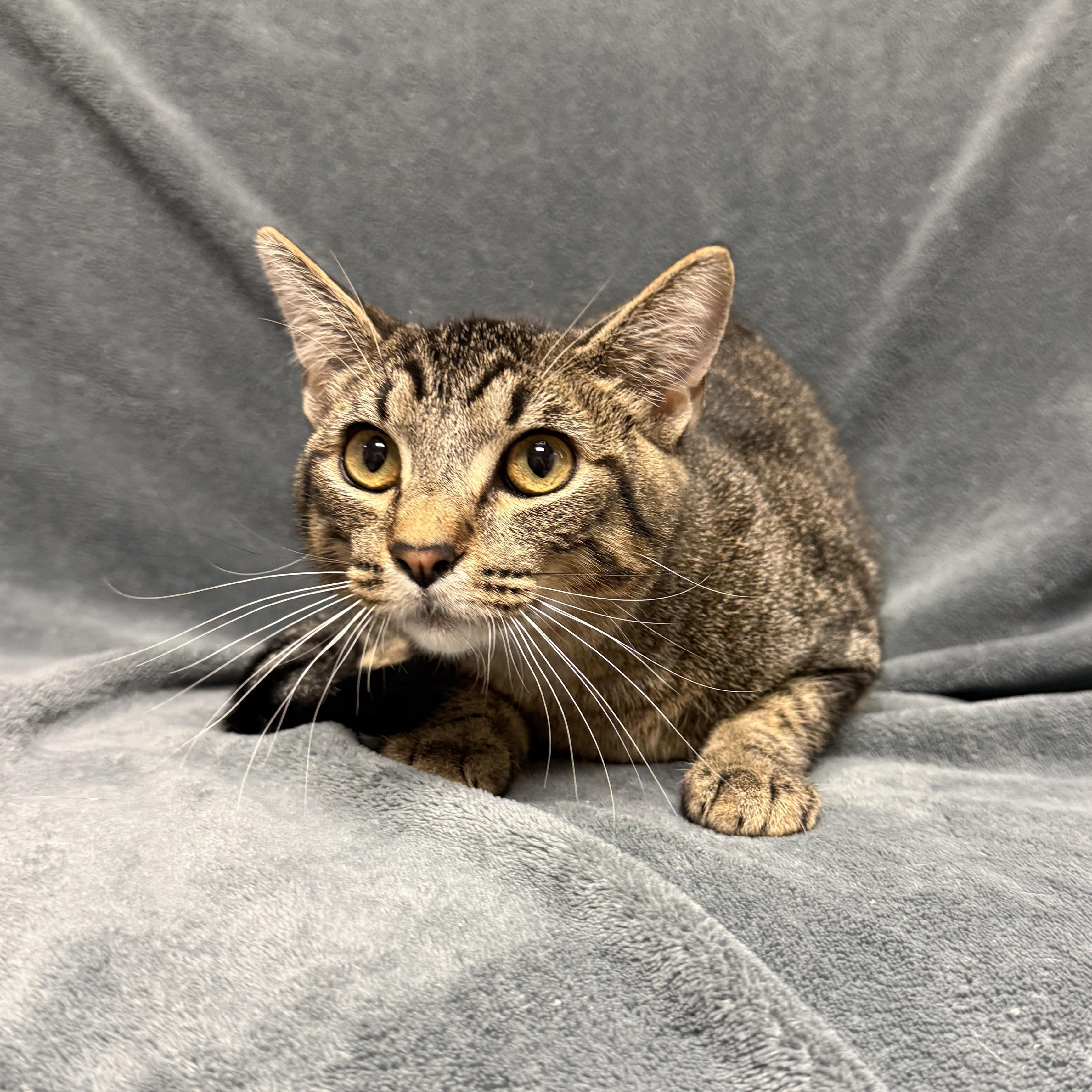 Enlarge Pharoh, a Adoptable mixed breed in Brenham, TX image 3/6