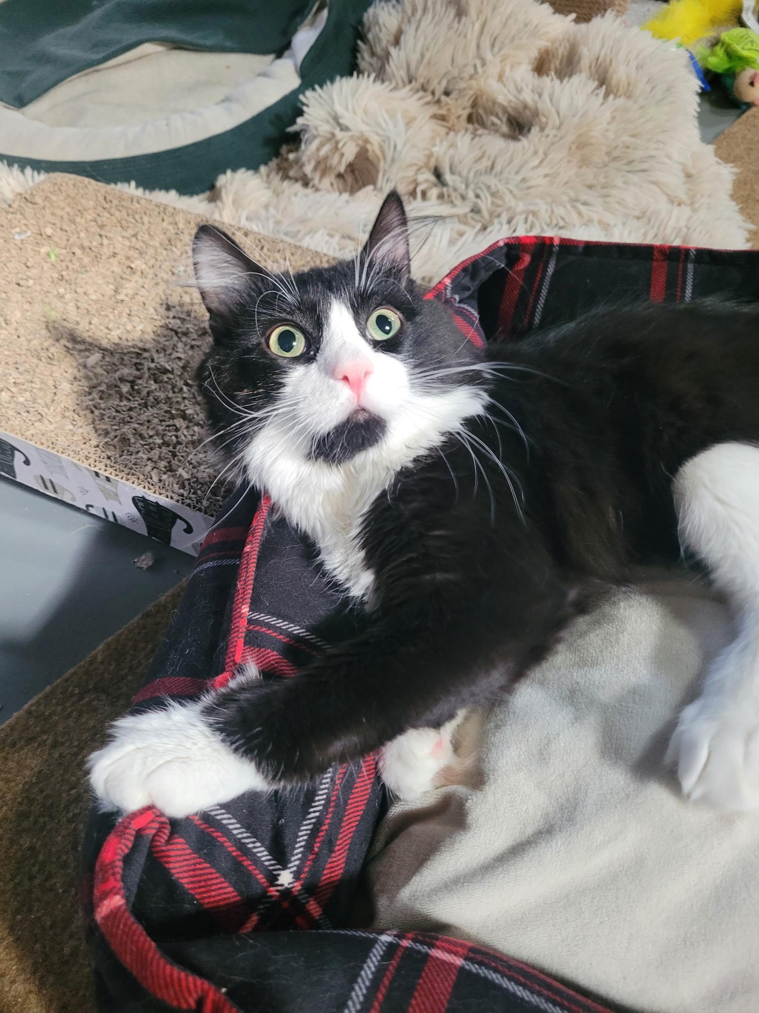 Enlarge Buster , a Adoptable mixed breed in Omaha, NE image 5/6