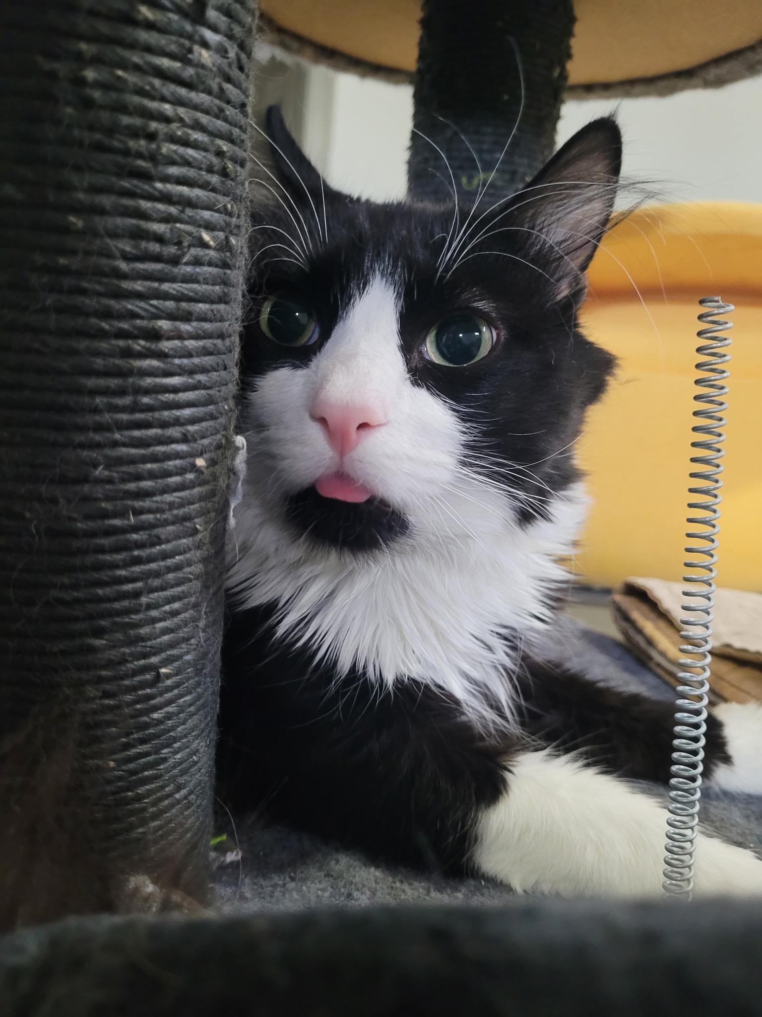 Enlarge Buster , a Adoptable mixed breed in Omaha, NE image 2/6