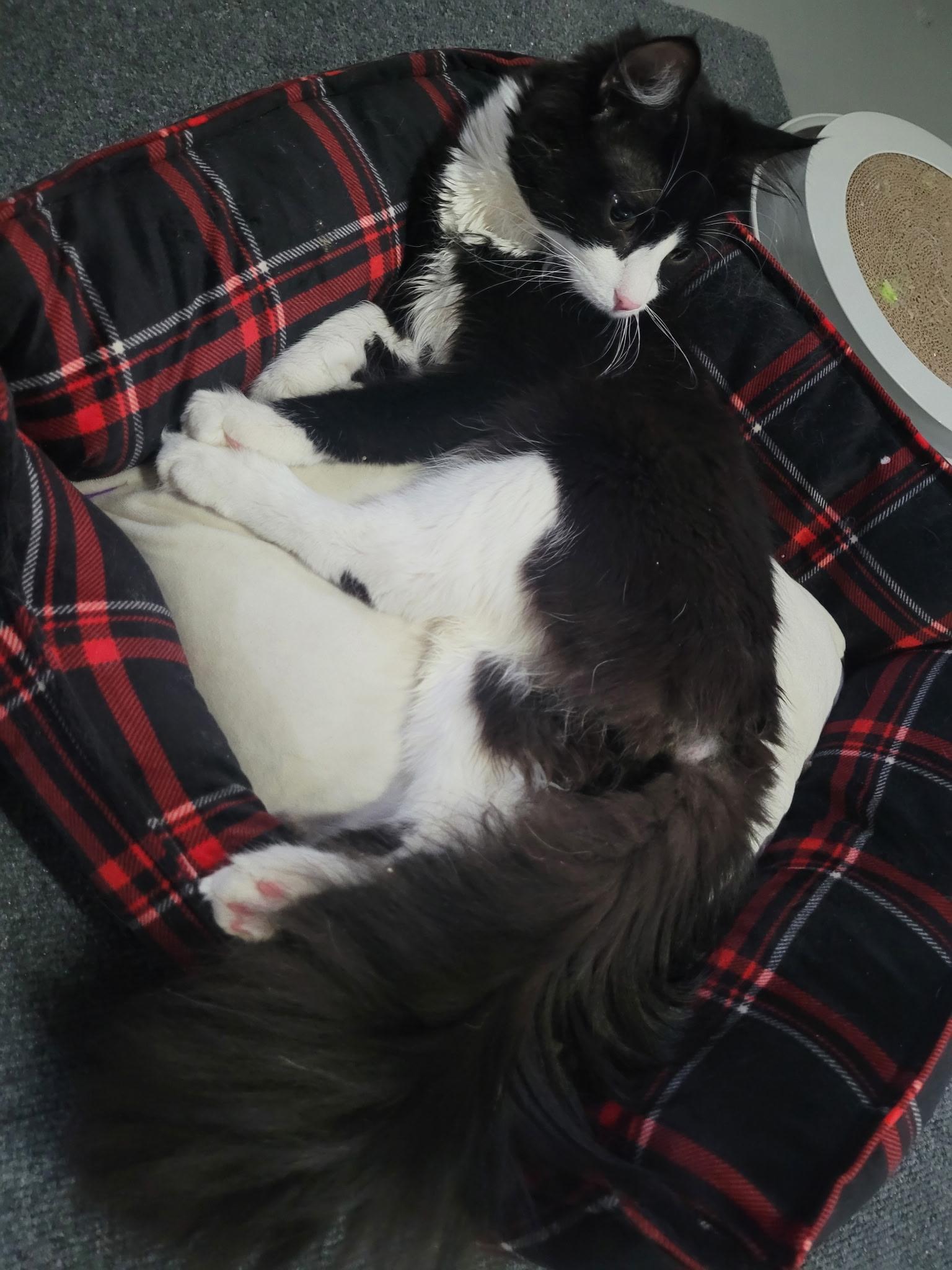 Enlarge Buster , a Adoptable mixed breed in Omaha, NE image 4/6