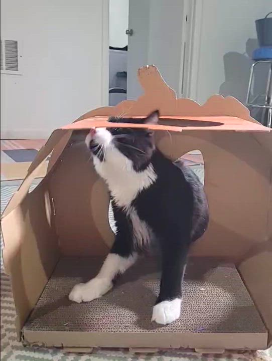 Enlarge Buster , a Adoptable mixed breed in Omaha, NE video 6/6