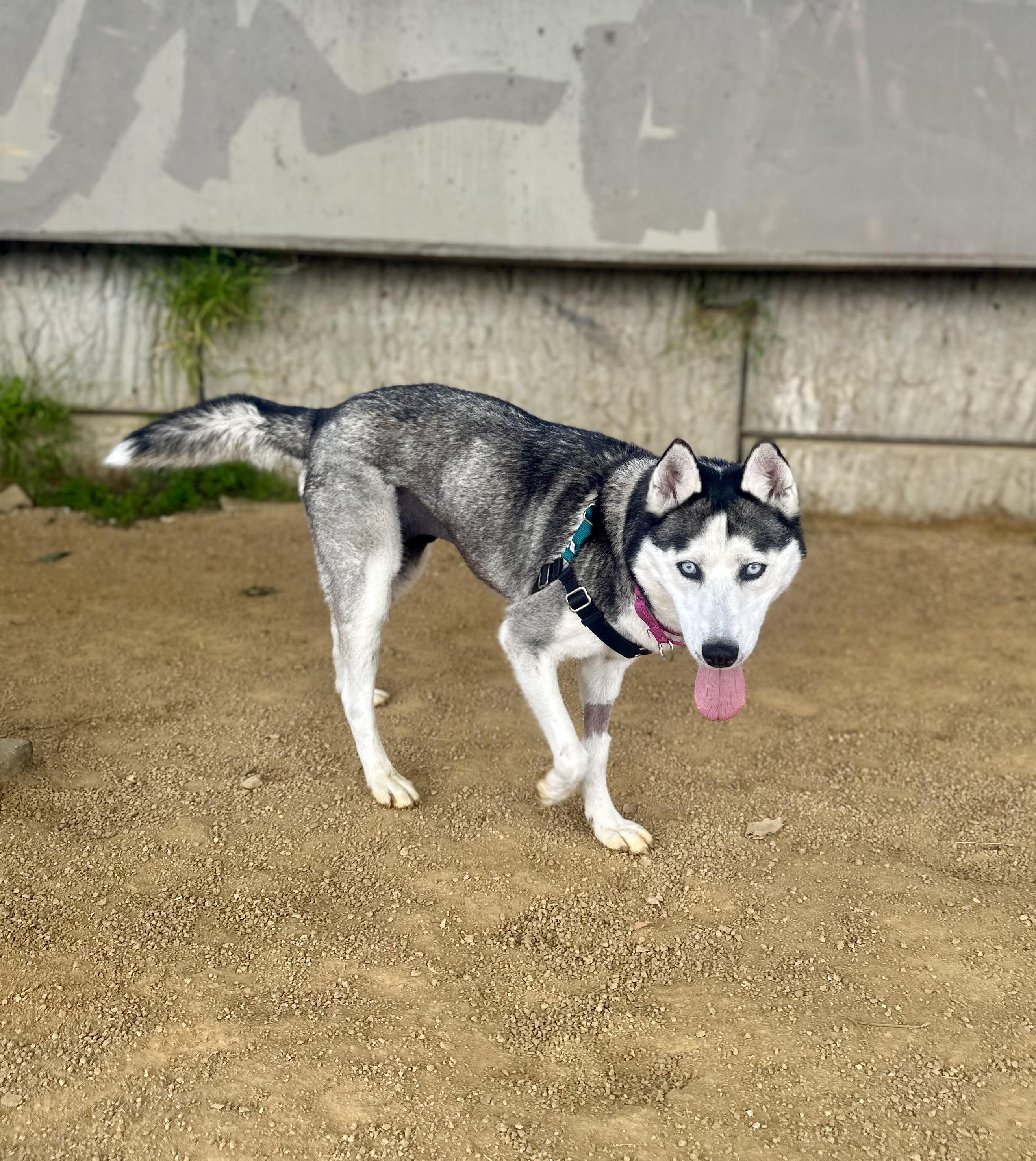Masha, a ADOPTABLE mixed breed in Berkeley, CA image 4/6