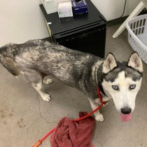 Masha, ADOPTABLE, Young Female Siberian Husky.