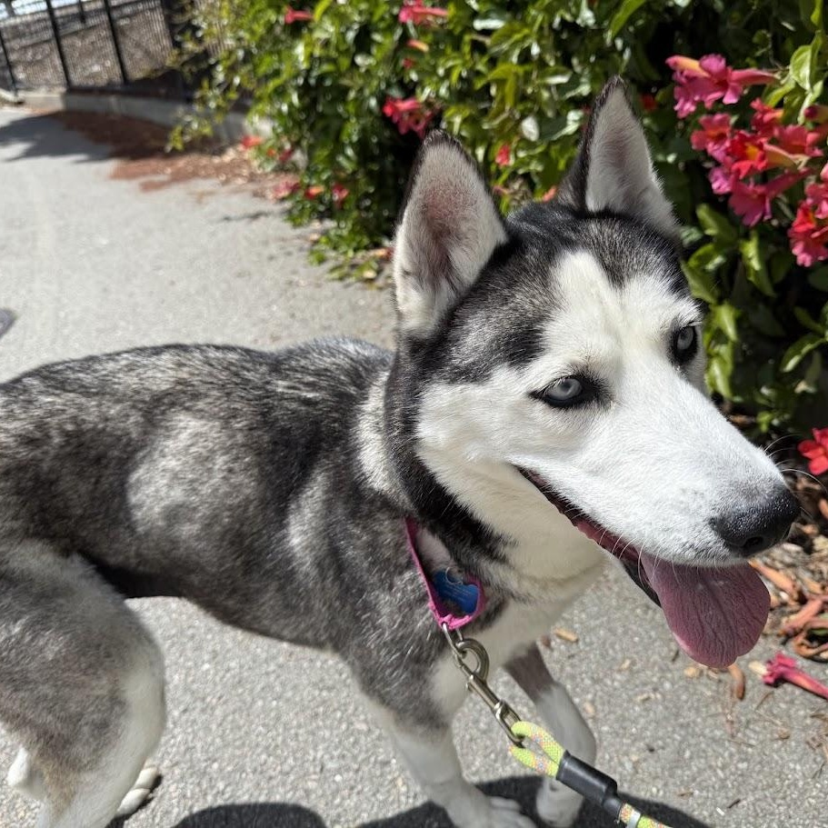 Masha, a ADOPTABLE mixed breed in Berkeley, CA image 1/6