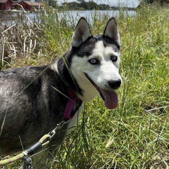Masha, a ADOPTABLE mixed breed in Berkeley, CA image 5/6