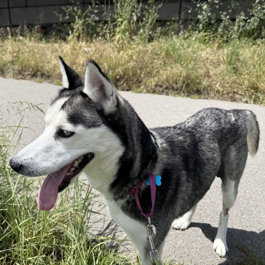 Masha, a ADOPTABLE mixed breed in Berkeley, CA image 3/6