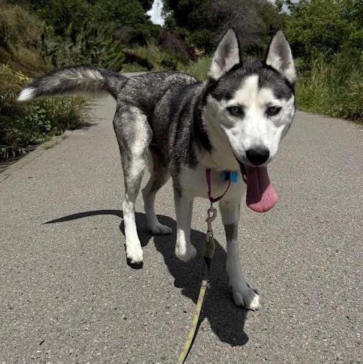 Masha, a ADOPTABLE mixed breed in Berkeley, CA image 6/6