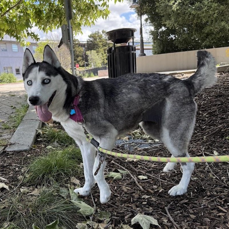 Masha, a ADOPTABLE mixed breed in Berkeley, CA image 2/6