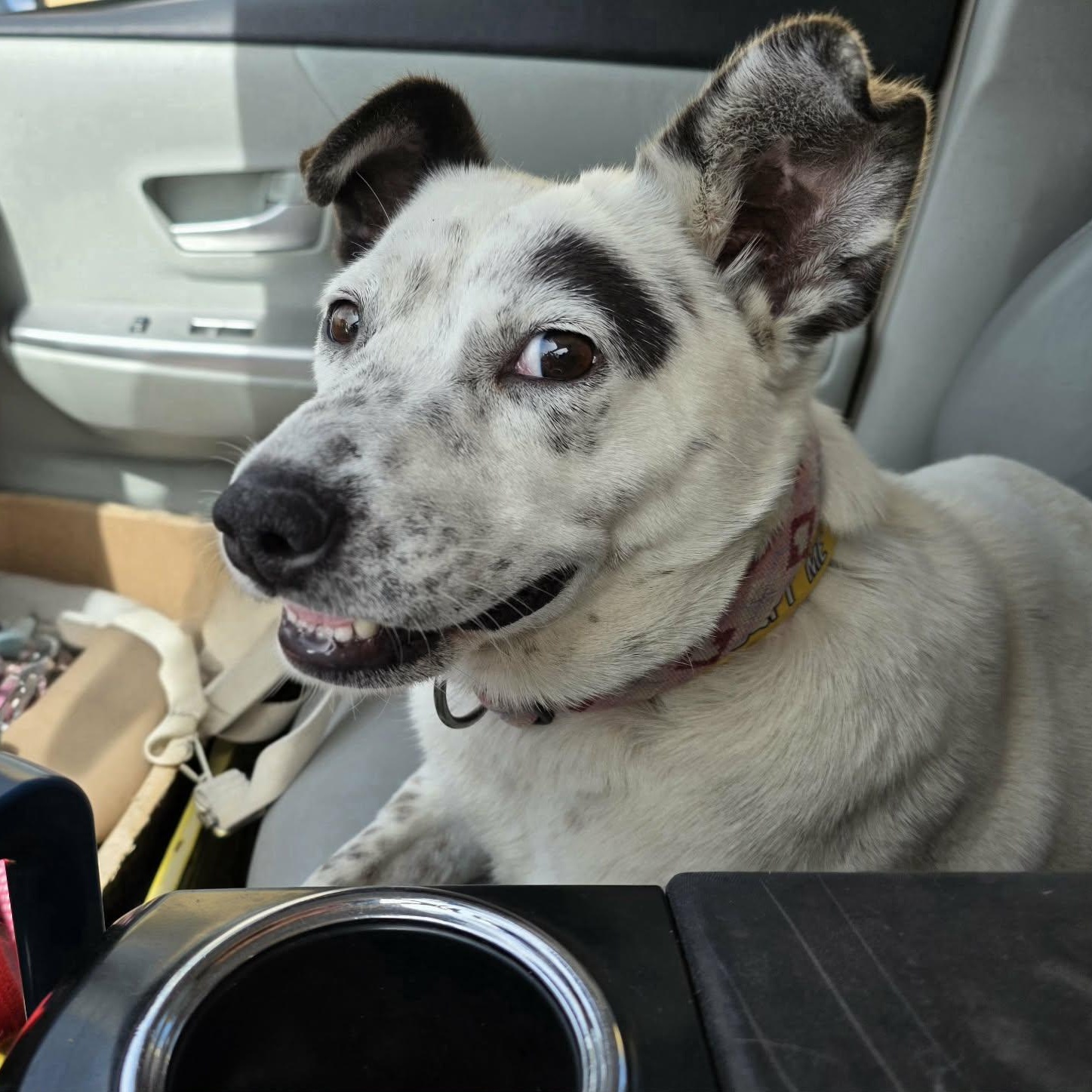 Enlarge Queenie, a Adoptable mixed breed in Oceanside, CA image 6/6