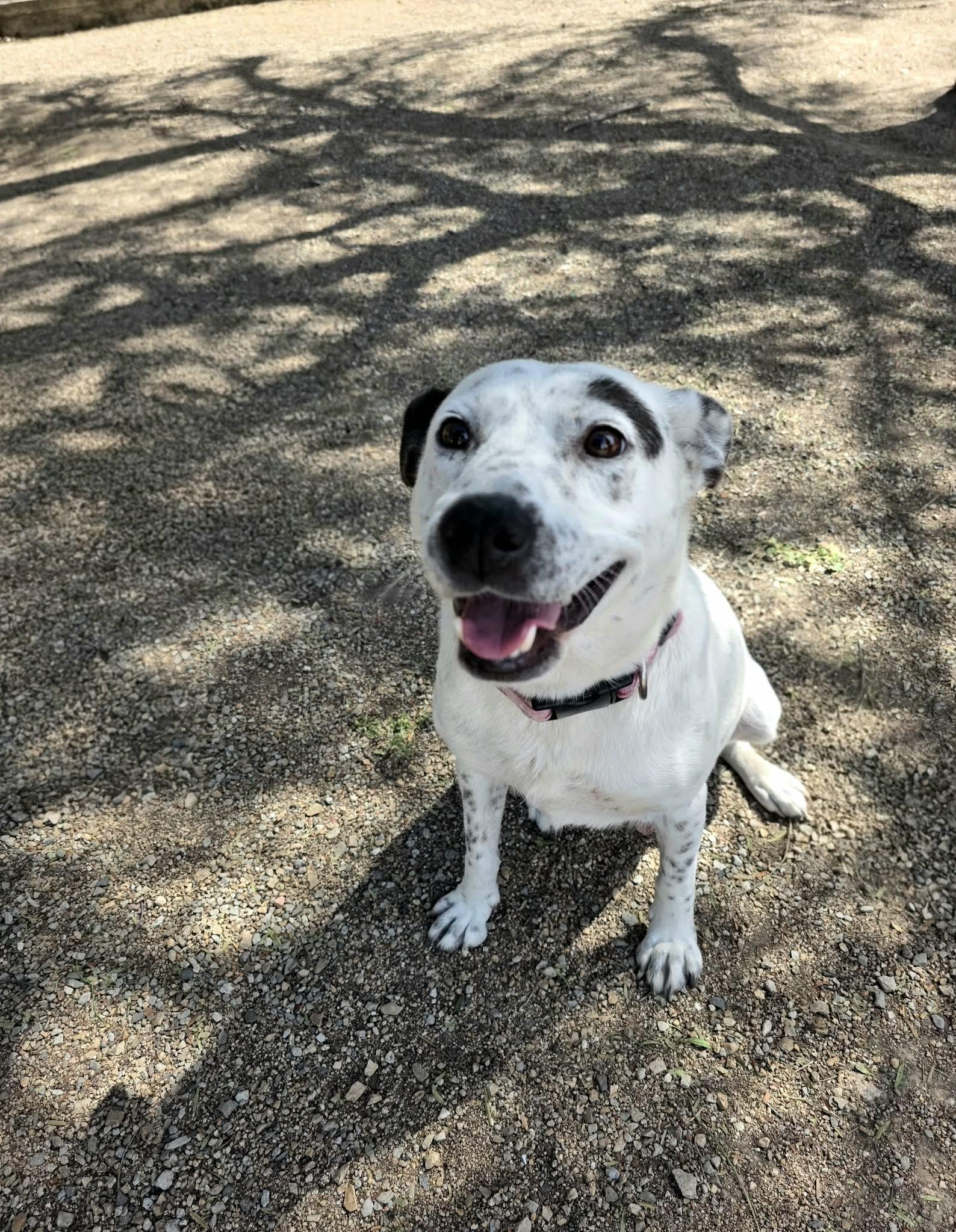 Enlarge Queenie, a Adoptable mixed breed in Oceanside, CA image 3/6
