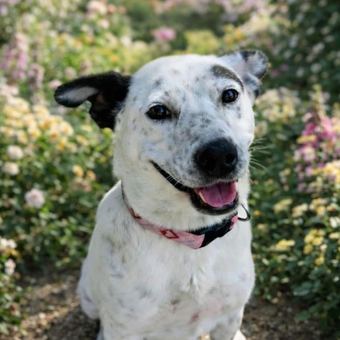 Enlarge Queenie, a Adoptable mixed breed in Oceanside, CA image 2/6