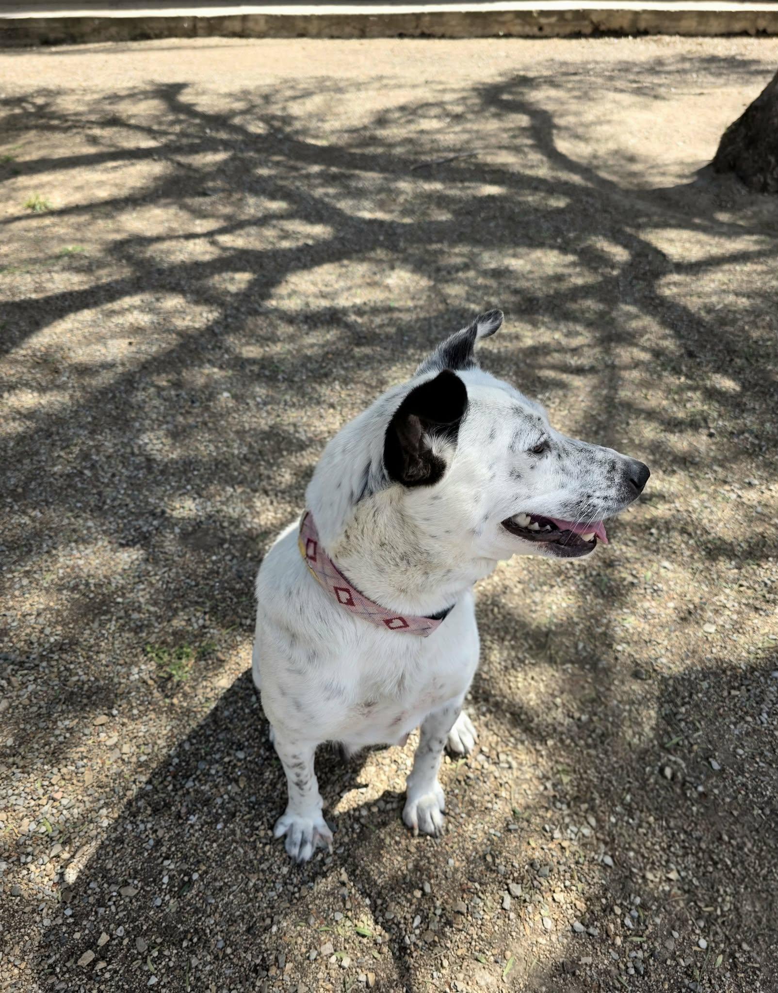 Enlarge Queenie, a Adoptable mixed breed in Oceanside, CA image 4/6