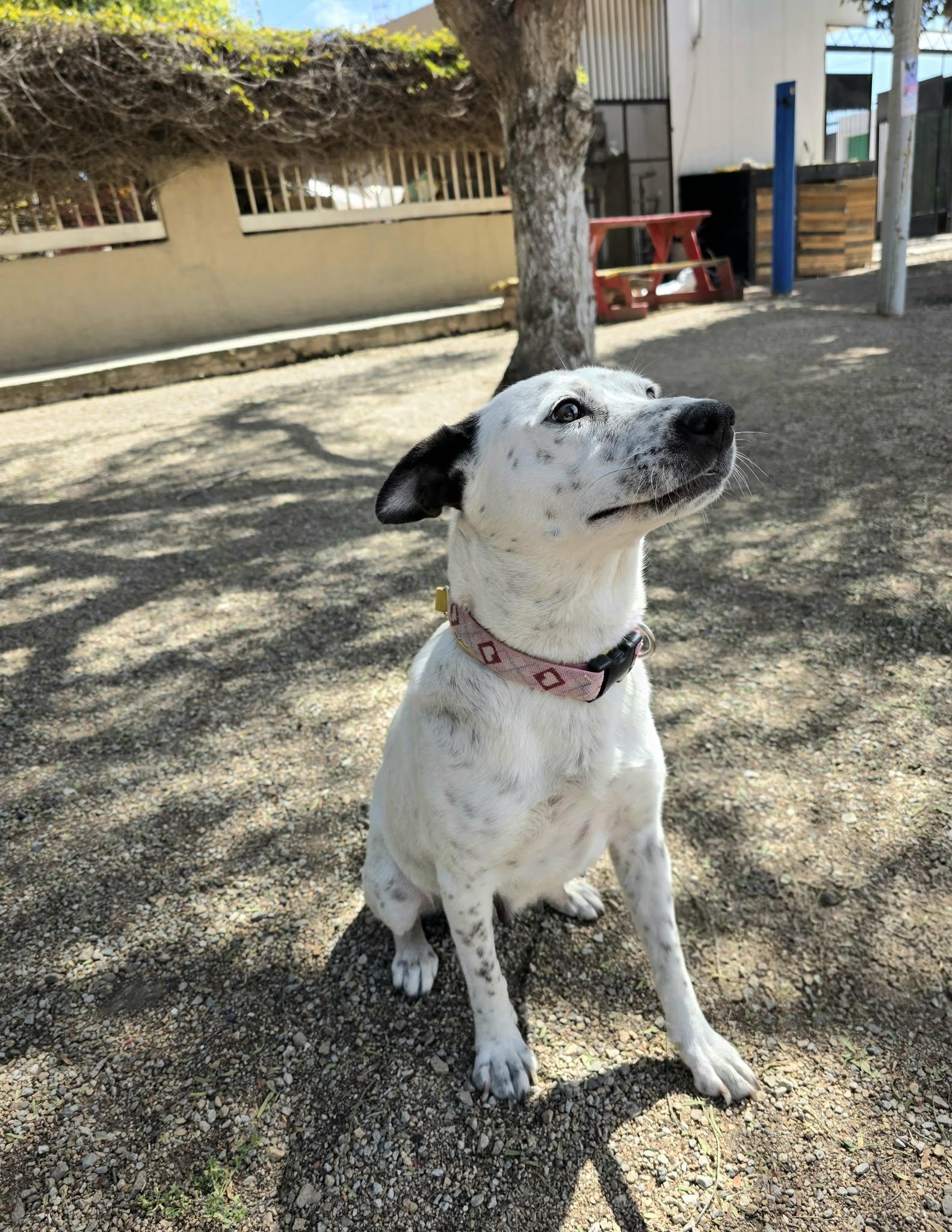 Enlarge Queenie, a Adoptable mixed breed in Oceanside, CA image 5/6