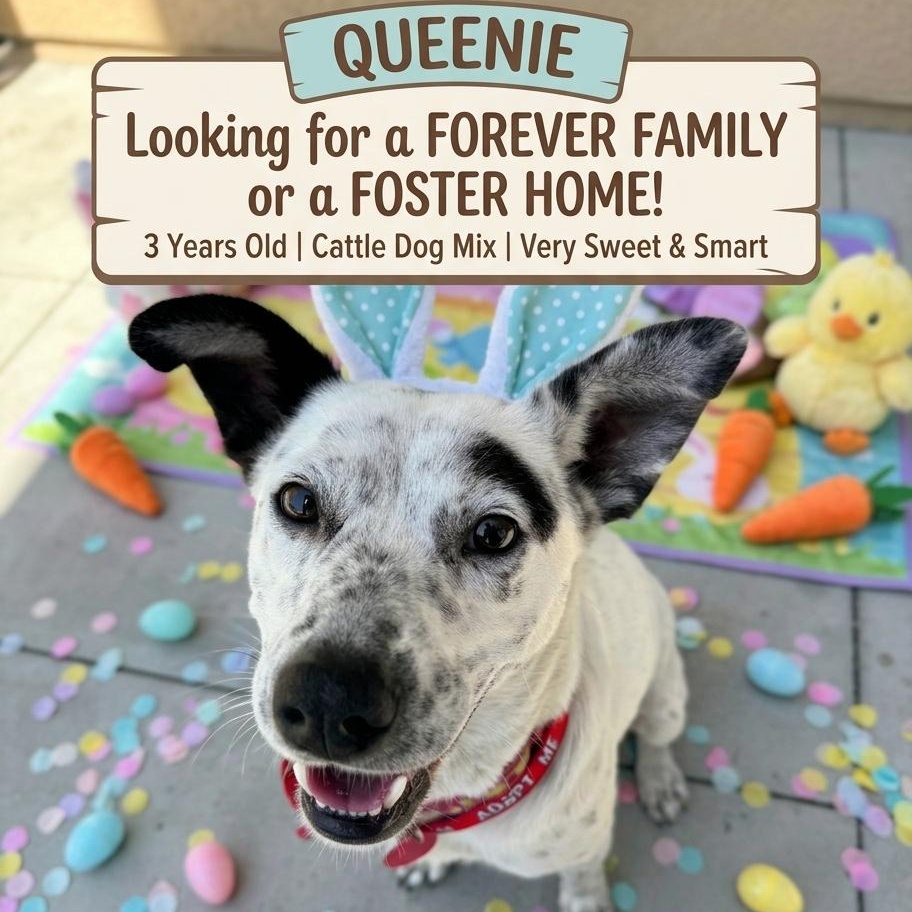 Enlarge Queenie, a Adoptable mixed breed in Oceanside, CA image 1/6