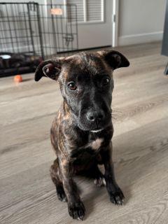 Enlarge Starry, an adopted Mixed Breed in Schaumburg, IL image 4/4