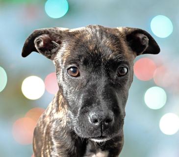 Enlarge Starry, an adopted Mixed Breed in Schaumburg, IL image 1/4