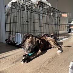 Enlarge Starry, an adopted Mixed Breed in Schaumburg, IL image 3/4