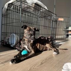 Enlarge Starry, an adopted Mixed Breed in Schaumburg, IL image 2/4