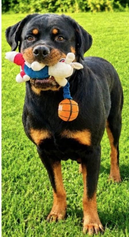 Diamond, Adoptable, Adult Female Rottweiler.