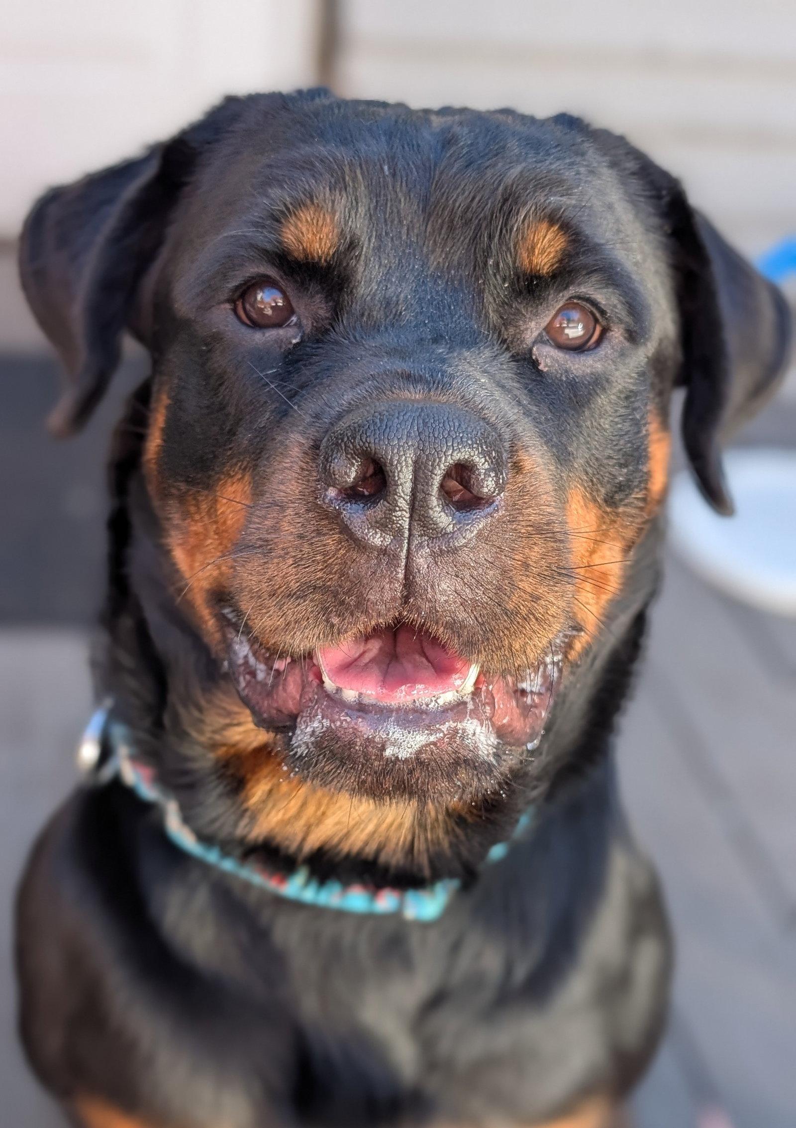 Enlarge Diamond, a Adoptable Rottweiler in Hillsboro, NH image 2/3
