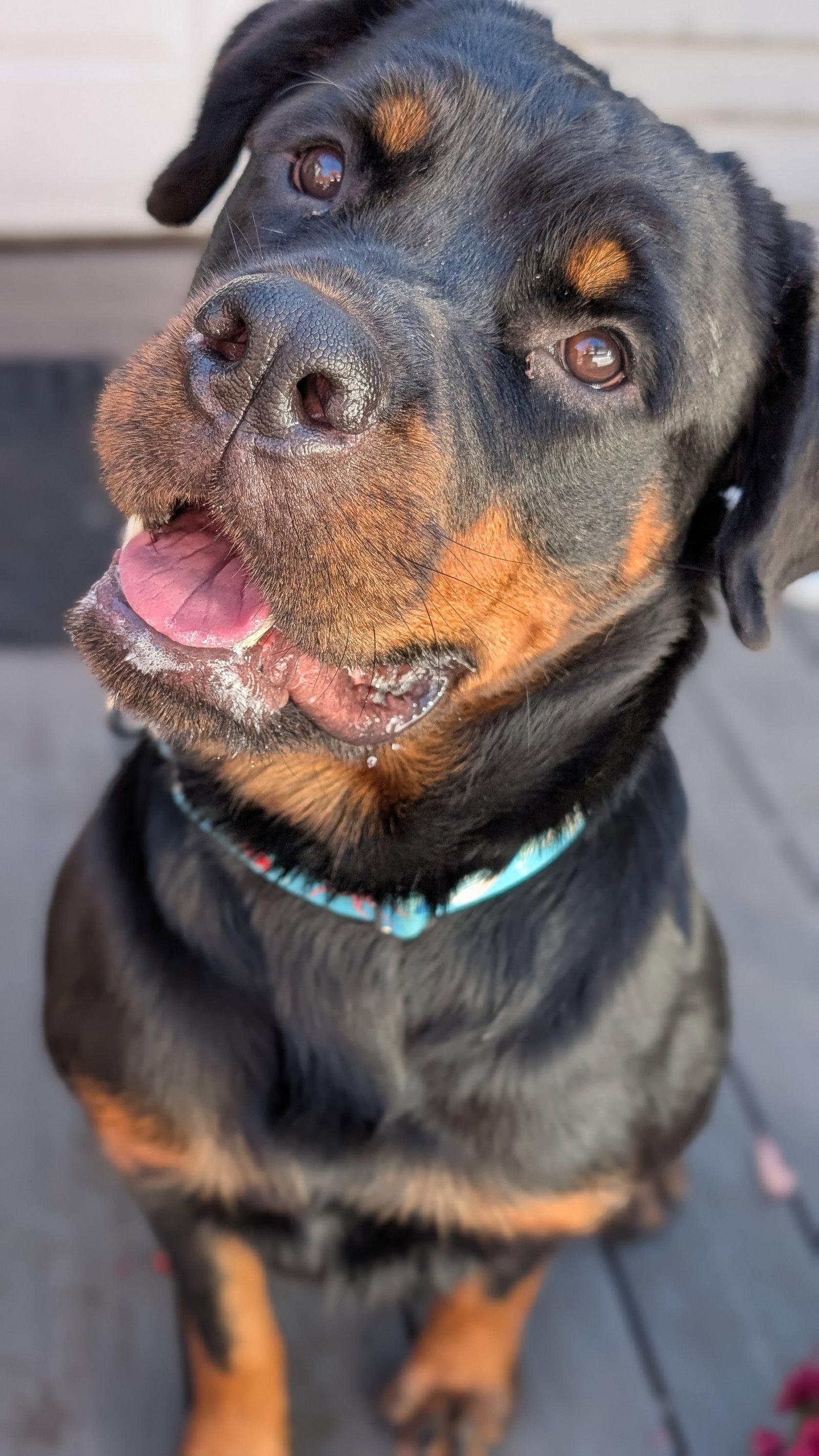 Enlarge Diamond, a Adoptable Rottweiler in Hillsboro, NH image 3/3