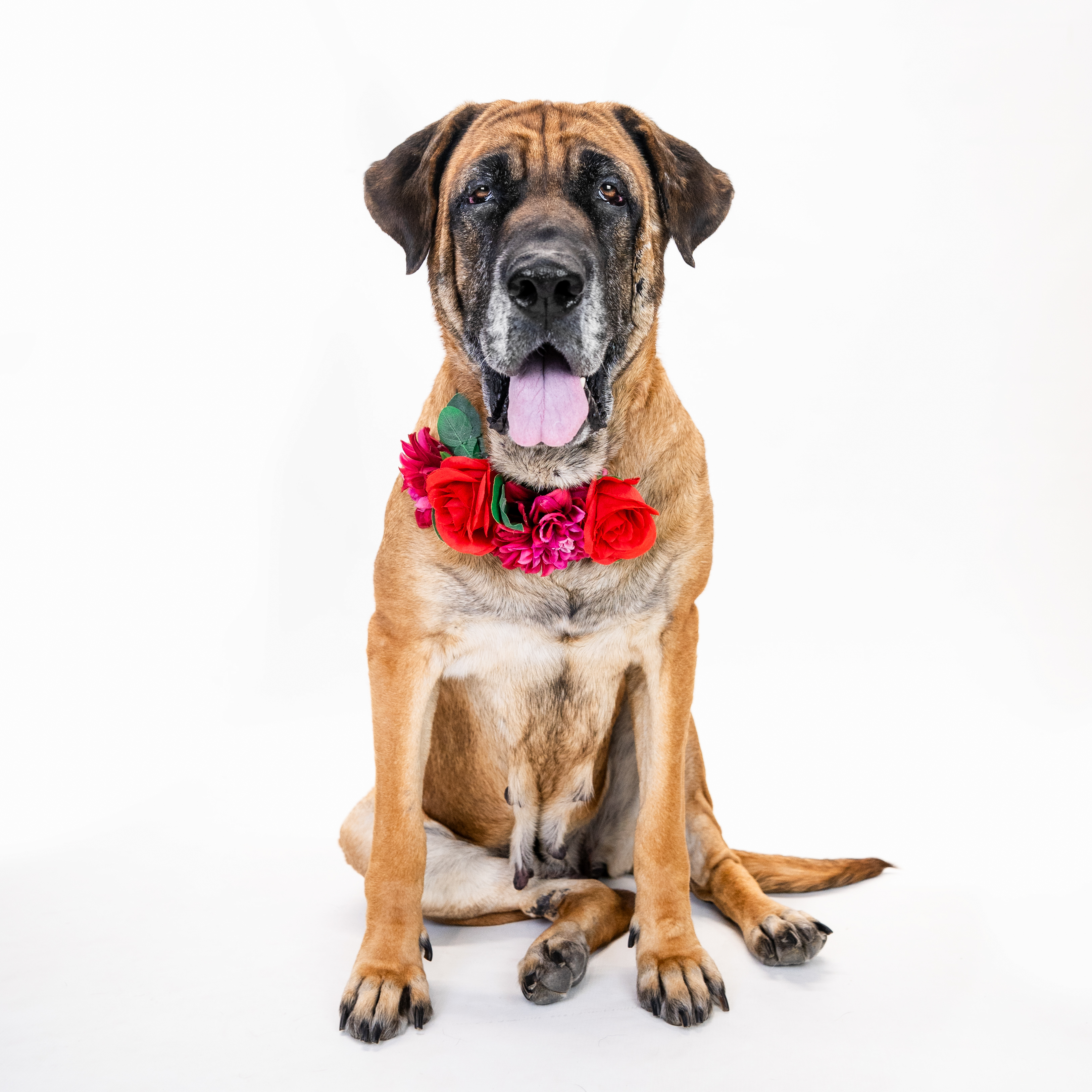 Bella, a Adoptable Mastiff in Shawnee, KS image 3/4