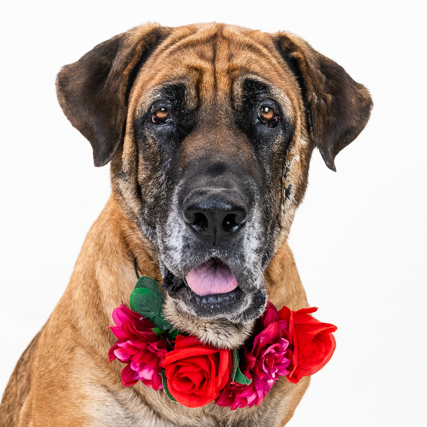 Bella, a Adoptable Mastiff in Shawnee, KS image 1/4