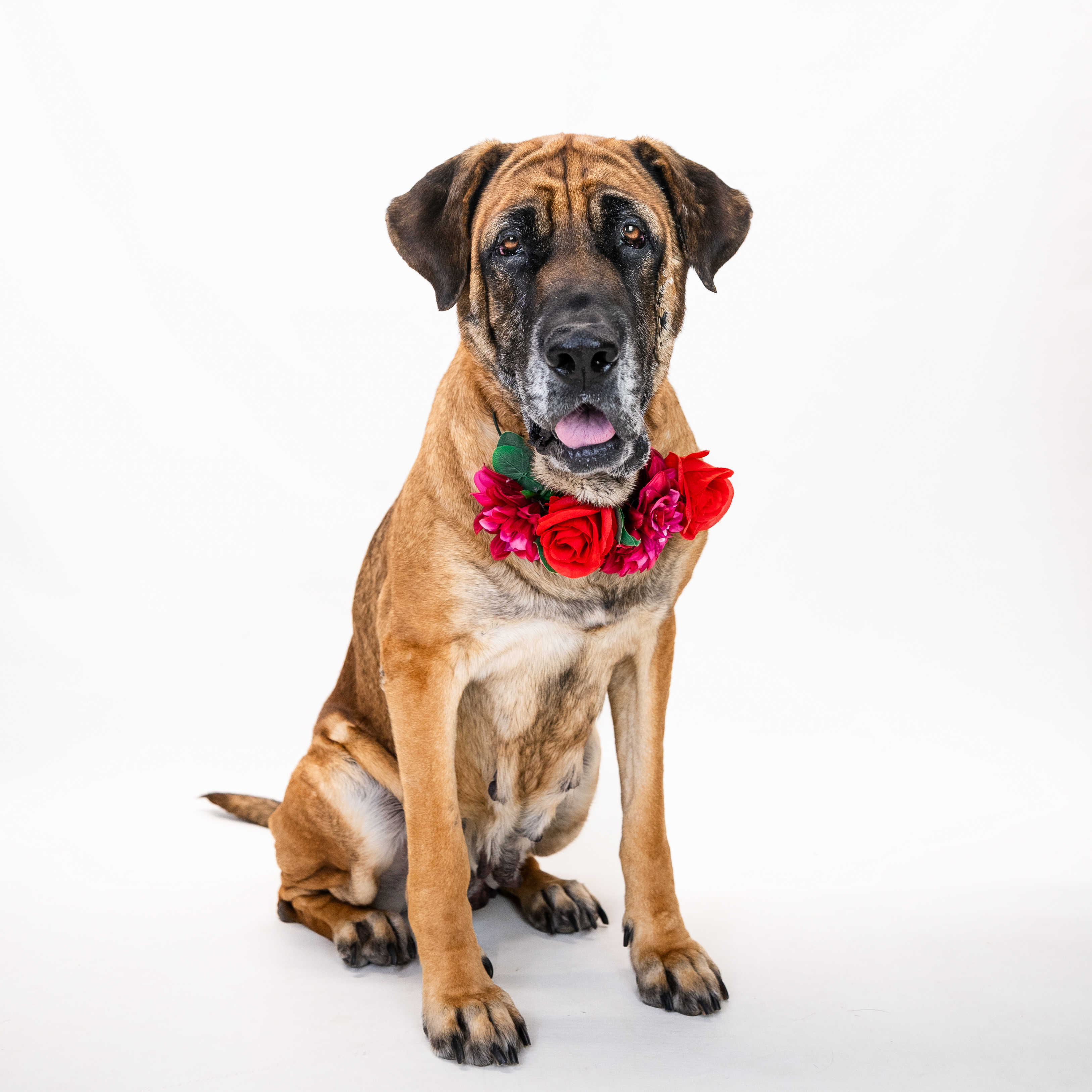 Bella, a Adoptable Mastiff in Shawnee, KS image 4/4