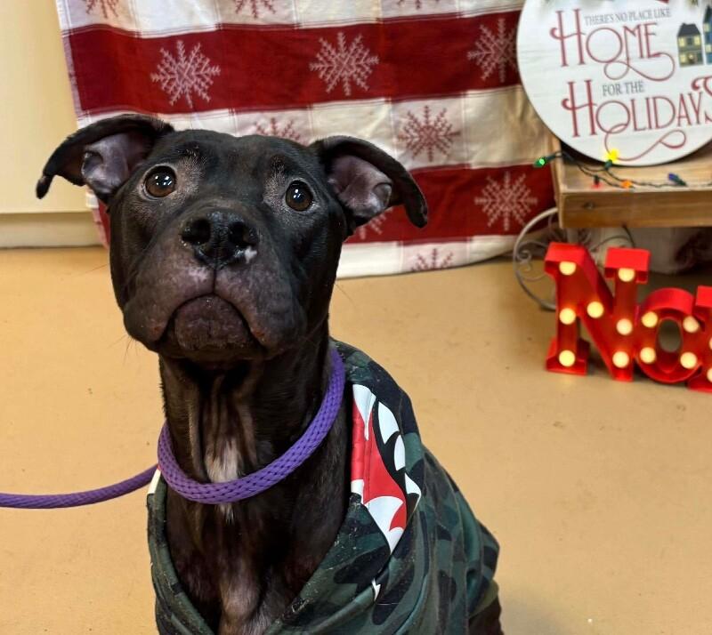 Enlarge Olive Oil, a ADOPTABLE Pit Bull Terrier in Saint Charles, MO image 1/1