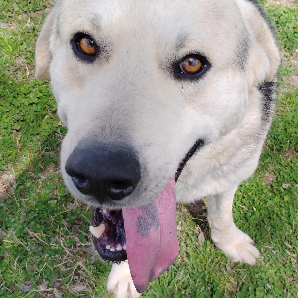 Enlarge LC-Huey, a Adoptable mixed breed in Tulsa, OK image 2/6