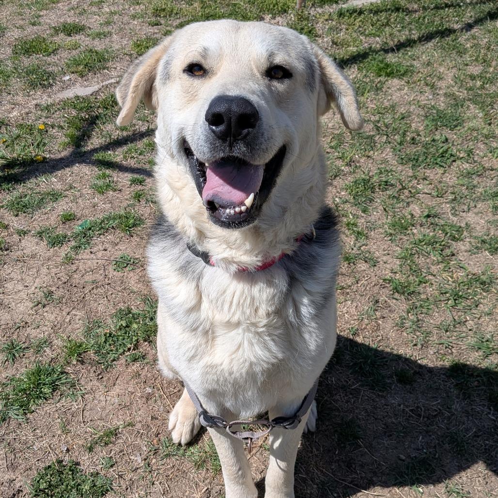 Enlarge LC-Huey, a Adoptable mixed breed in Tulsa, OK image 3/6