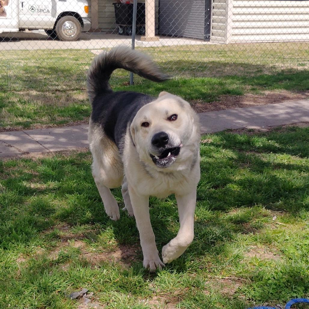 Enlarge LC-Huey, a Adoptable mixed breed in Tulsa, OK image 4/6