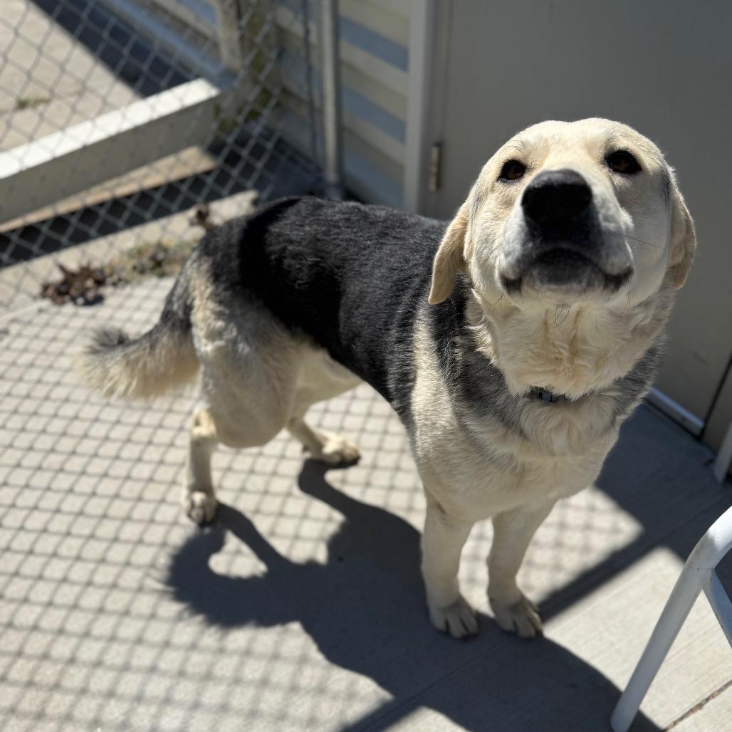 Enlarge LC-Huey, a Adoptable mixed breed in Tulsa, OK image 5/6