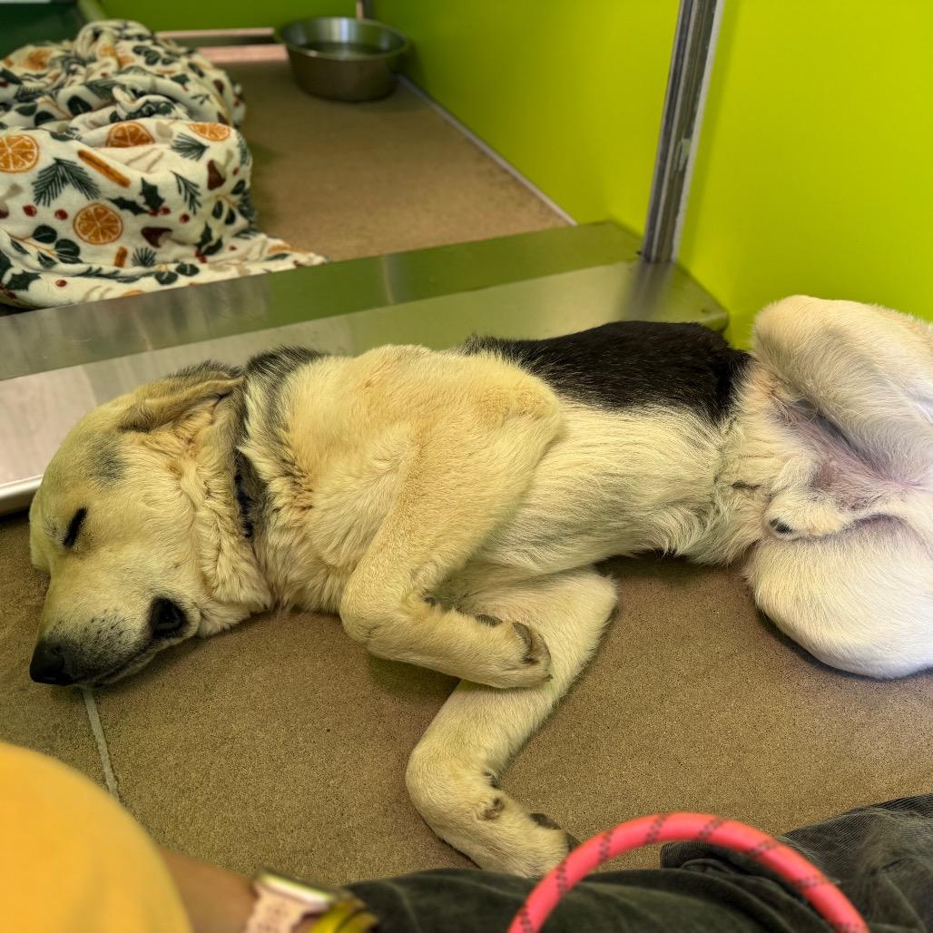 Enlarge LC-Huey, a Adoptable mixed breed in Tulsa, OK image 6/6