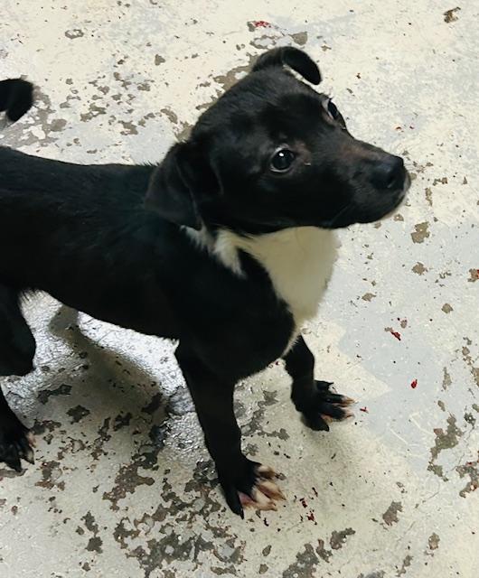 Colt, Young Male Mixed Breed