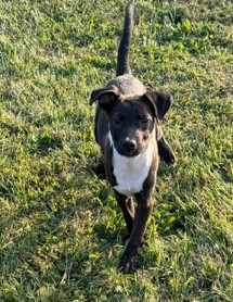 Colt, an adoptable Mixed Breed in Winhall, VT, 05340 | Photo Image 3