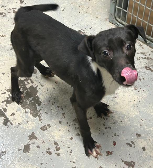 Enlarge Colt, a Adoptable mixed breed image 3/4