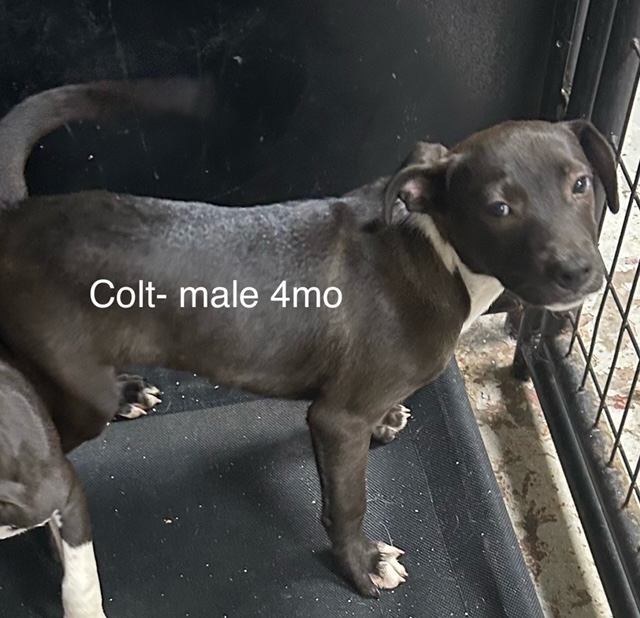 Enlarge Colt, a Adoptable mixed breed image 4/4