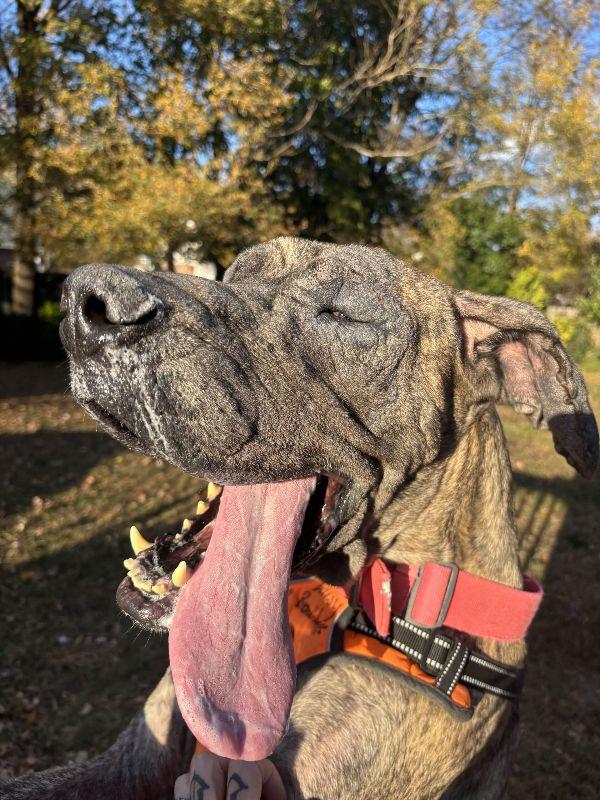 Enlarge Daisy, a ADOPTABLE Great Dane in Woodbridge, VA image 1/1