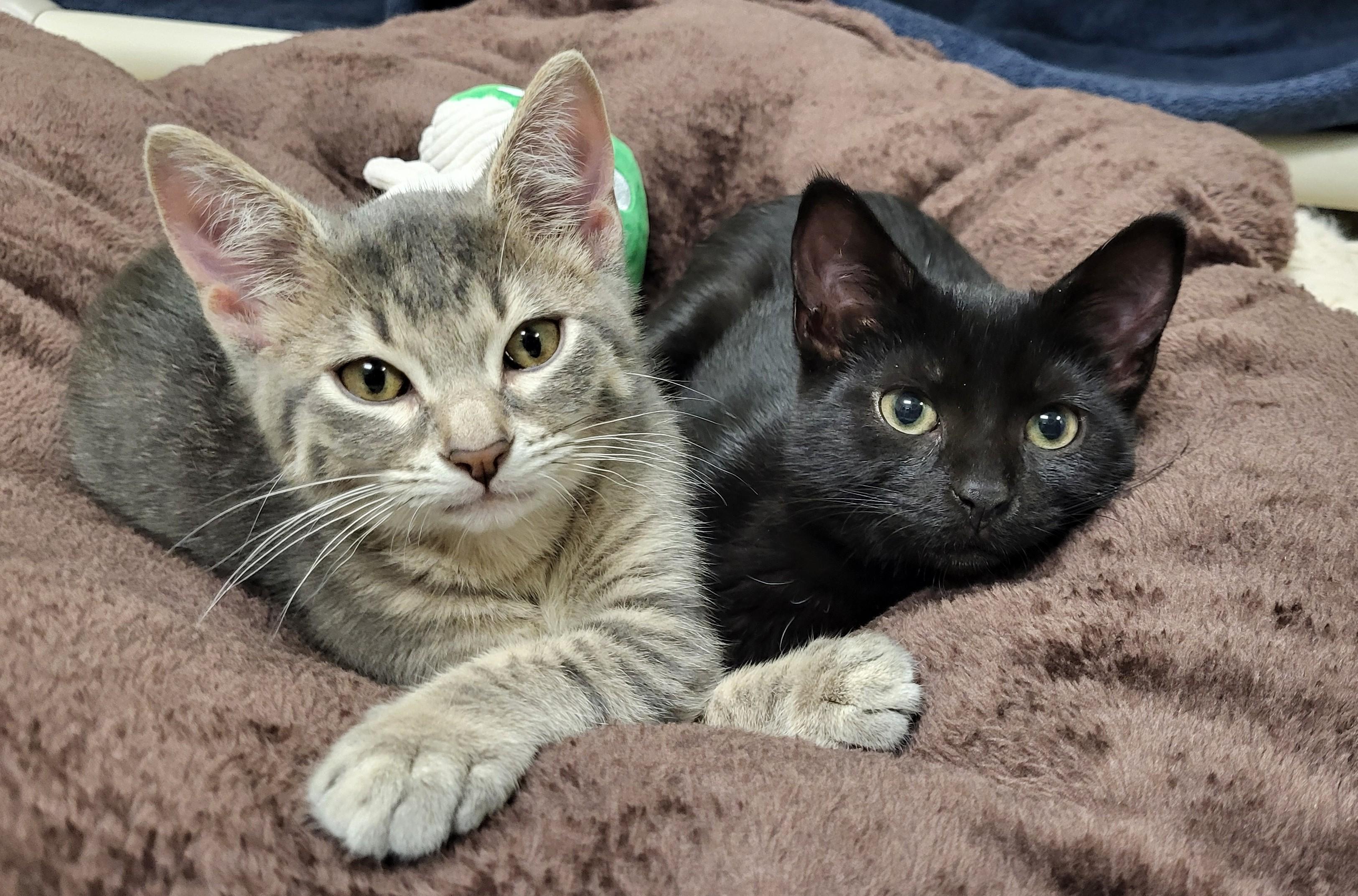 Panthro, an adopted Domestic Short Hair in Grayslake, IL image 2/5