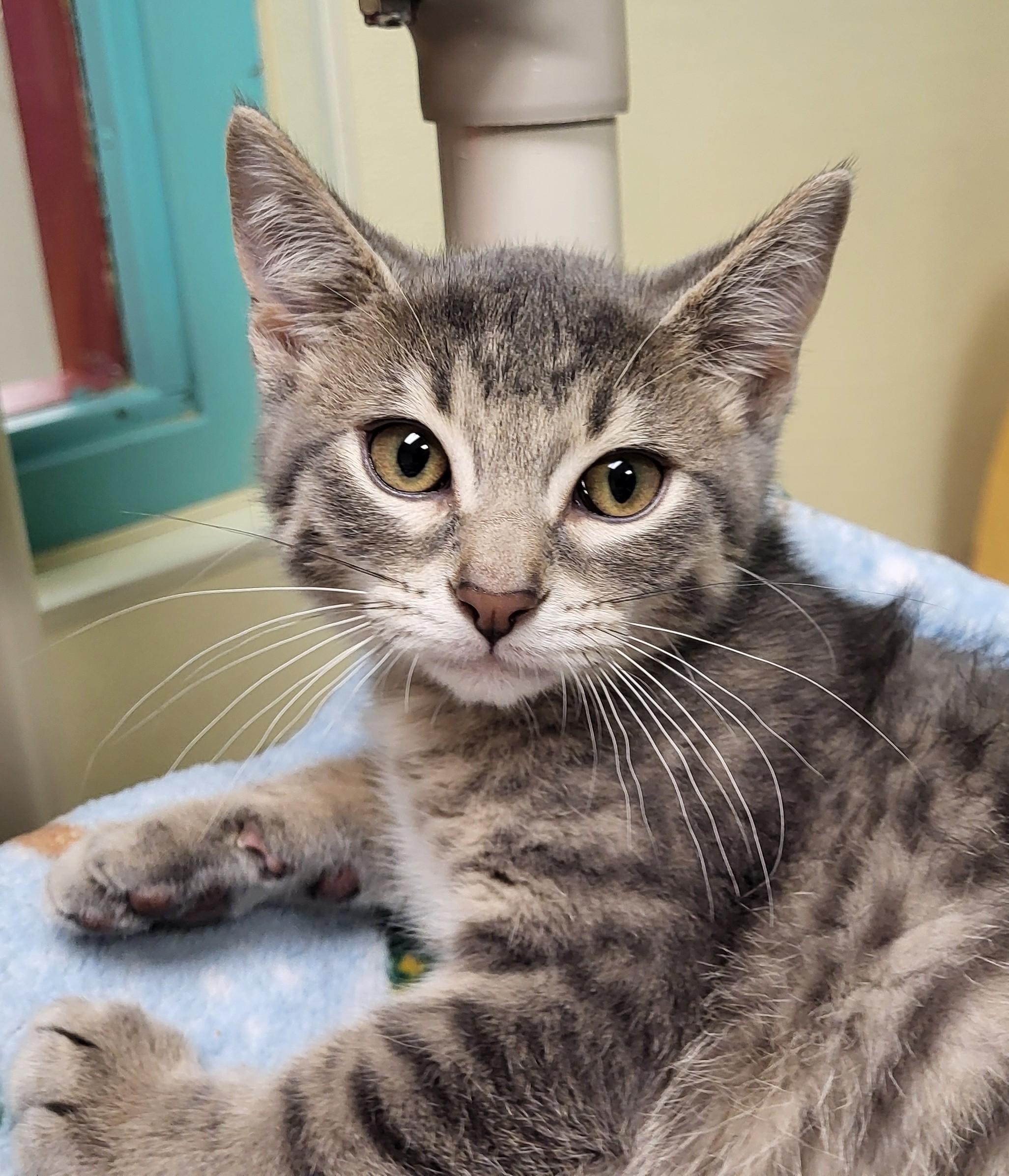 Panthro, an adopted Domestic Short Hair in Grayslake, IL image 1/5