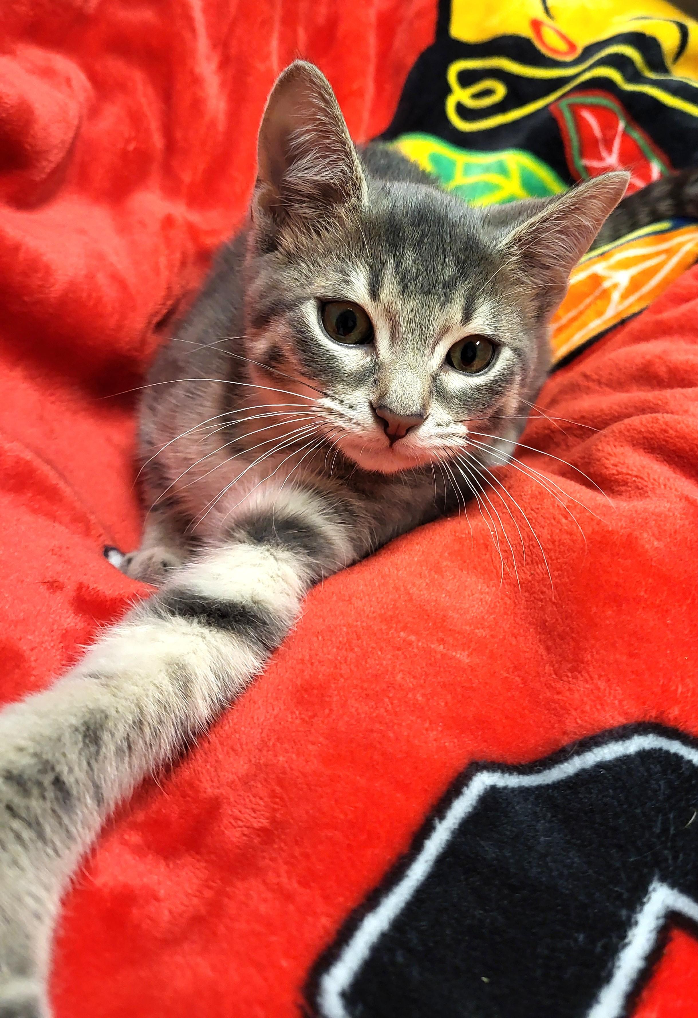 Panthro, an adopted Domestic Short Hair in Grayslake, IL image 5/5