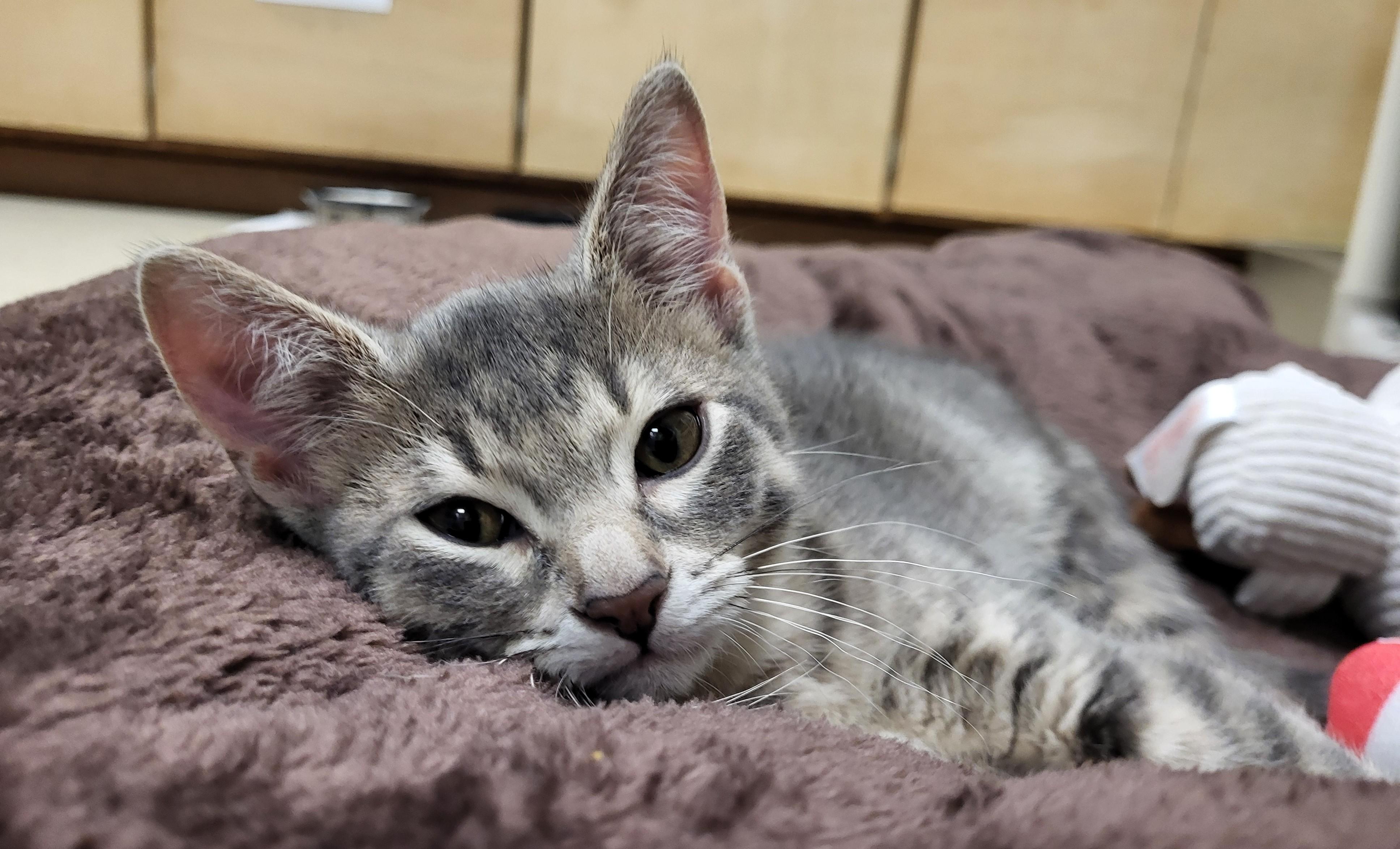 Panthro, an adopted Domestic Short Hair in Grayslake, IL image 4/5