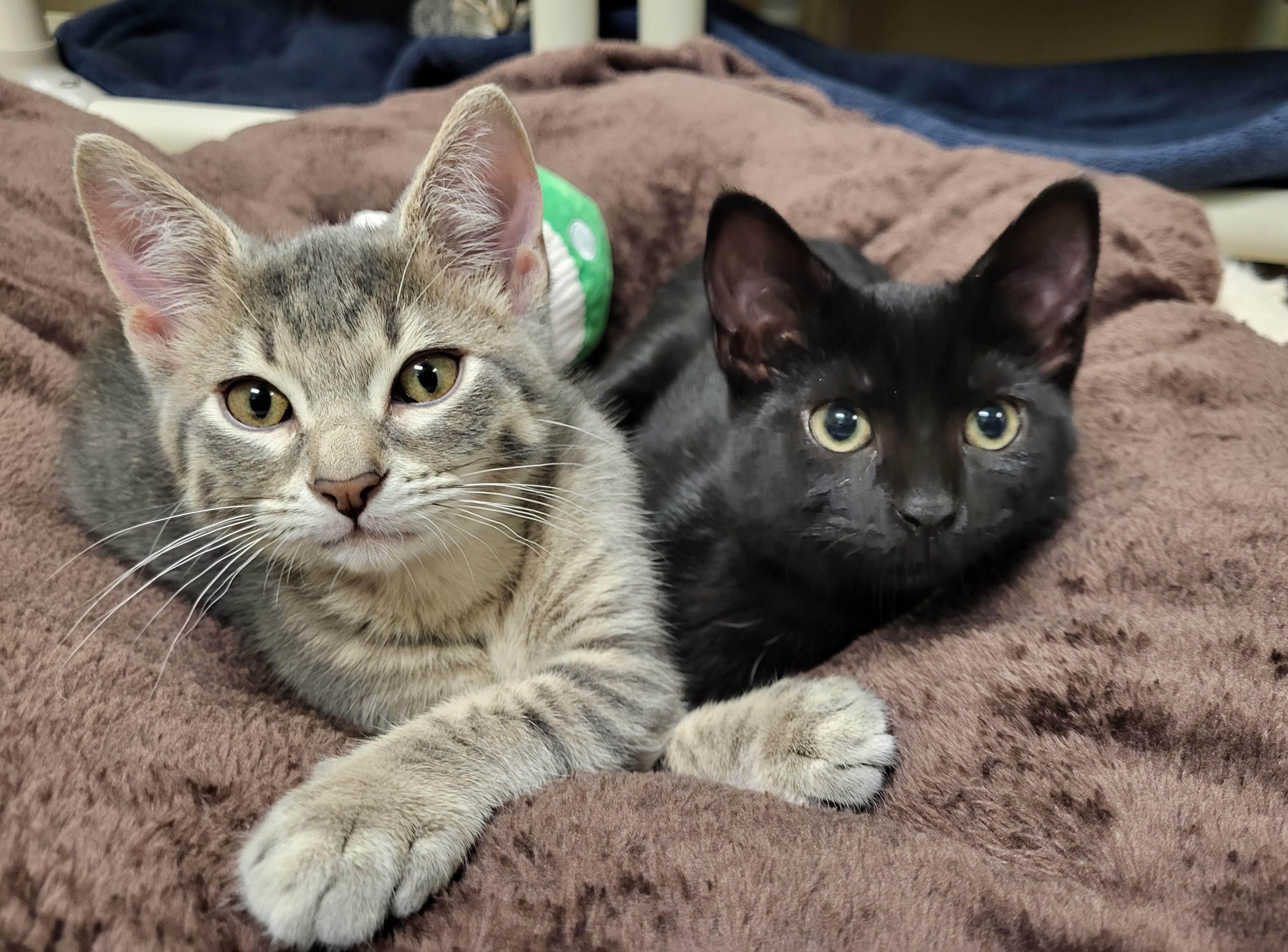 Panthro, an adopted Domestic Short Hair in Grayslake, IL image 3/5