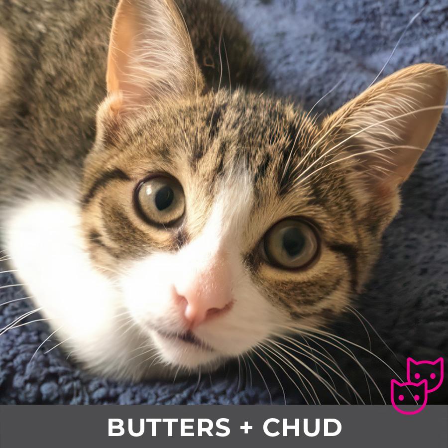 Butters (bonded with Chud), Adoptable, Kitten Female Domestic Short Hair.