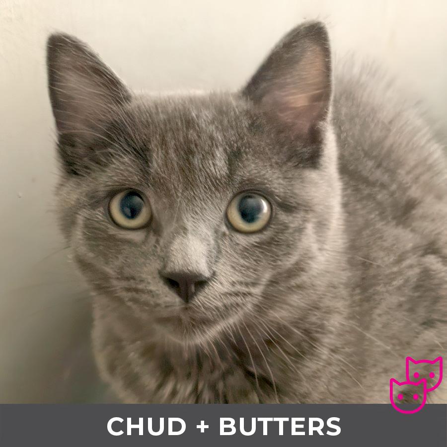 Butters (bonded with Chud), a Adoptable Domestic Short Hair in Etobicoke, ON image 2/2