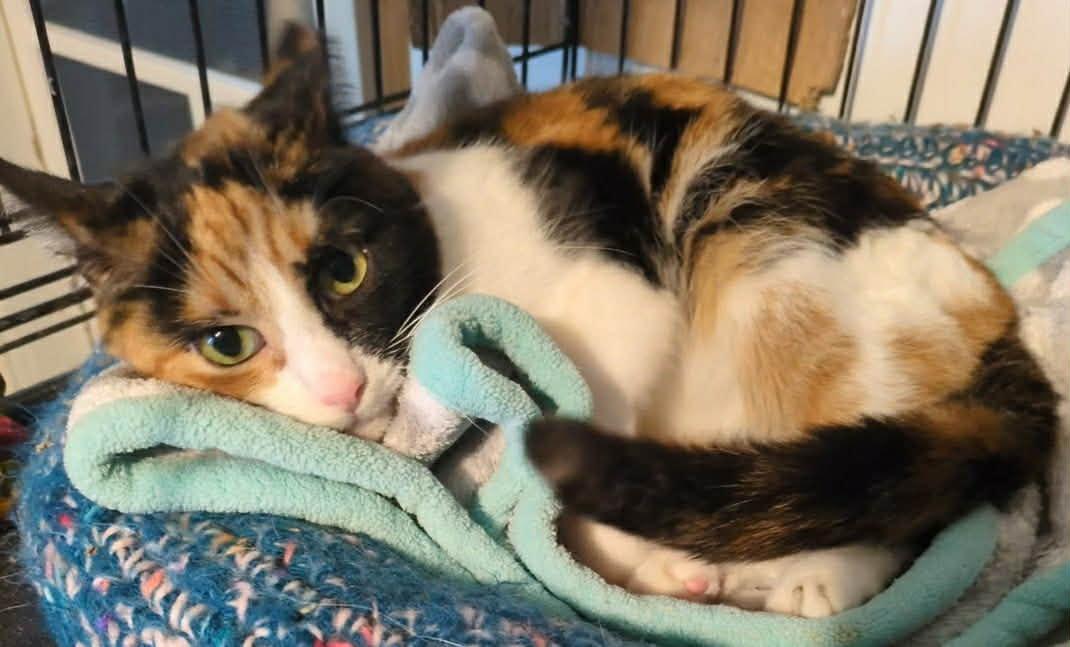 Enlarge Blossom, an adopted Domestic Short Hair in Mears, MI image 1/4