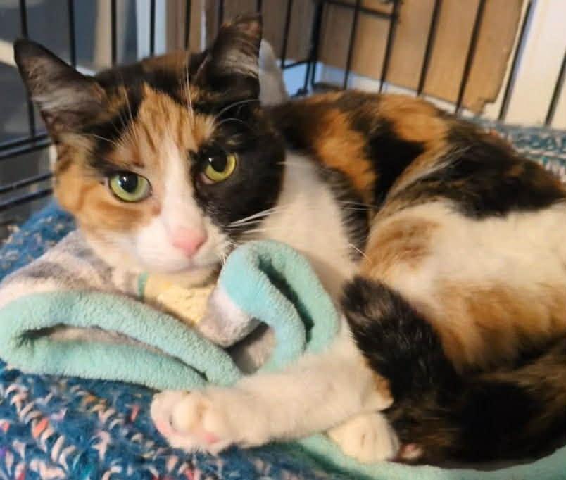 Enlarge Blossom, an adopted Domestic Short Hair in Mears, MI image 2/4