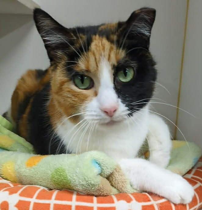 Enlarge Blossom, an adopted Domestic Short Hair in Mears, MI image 3/4